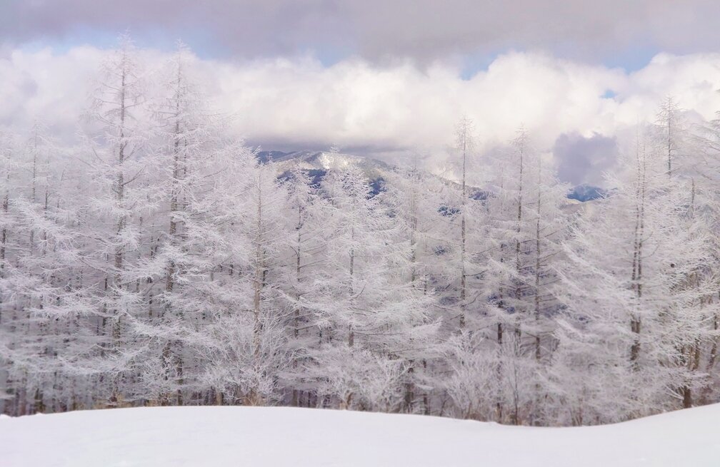 樹氷風.jpg